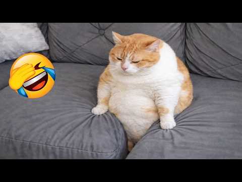 Try Not To Laugh 😂 Funniest Cats & Dogs 🐶😼 | Funny Animals #4