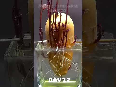 Growing Sweet Potato #shorts