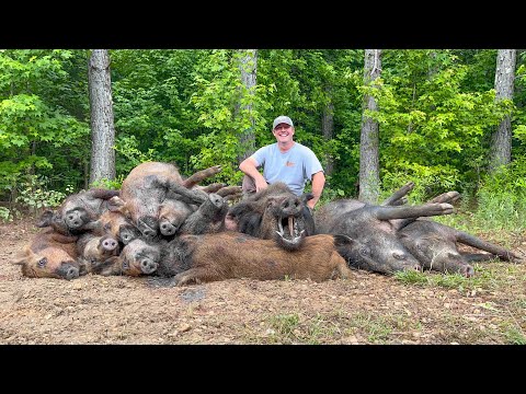 Trapped a HUGE boar hog. Wife broke her car and road trip baseball.