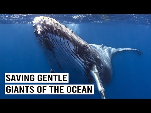 Saving Majestic Whales: Antarctica's Non-Lethal Research Mission