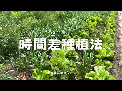 時間差種植法最大化農地效益？自然農法秘訣，讓收成翻倍！