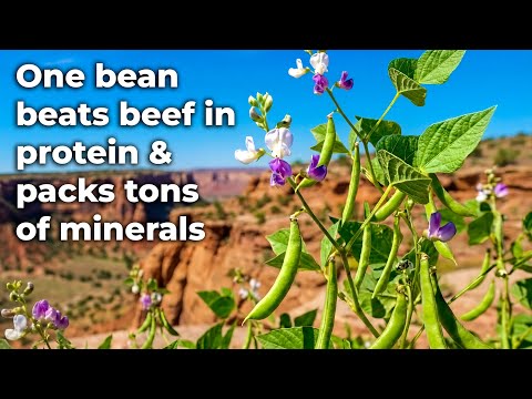 Ancient Seed Has 30% Protein & Thrives in 115°F — Desert Survival Food