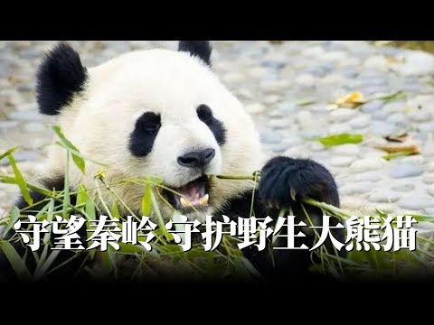 守望秦岭 守护野生大熊猫-纪录秦岭守林员和野生大熊猫的精彩故事【红毛线】