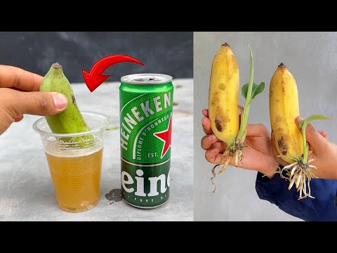 TECHNIQUE: Using beer to stimulate banana plants to grow quickly