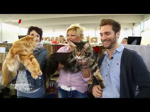 Ausgerechnet Katze - WDR Doku deutsch