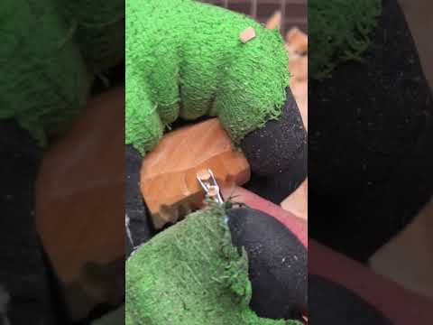 ASMR Pipe #Whittling  Because what's a snowman without a corncob pipe?!  #pipesmoking #ytpc