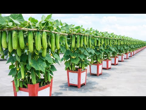 Broken Plastic Chair Cucumber Method That Produces Heavy Harvests