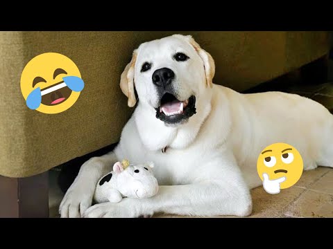 I dare you not to LAUGH at these FUNNY DOGS 😁🦮 - Best Funny Animals Videos 2025 #180