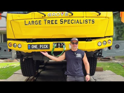 FIVE YEARS to find someone willing to cut down this tree!