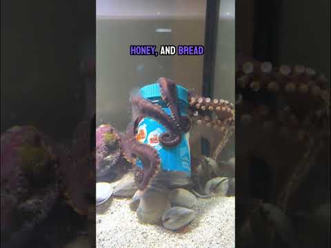 Wanda the octopus opens a peanut butter jar!