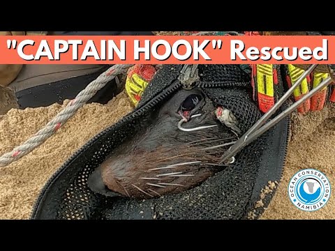 "Captain Hook" Rescued - 45min Seal Rescue