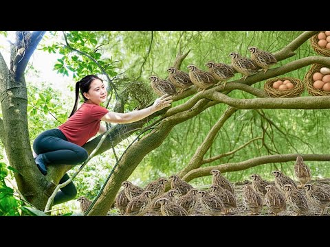 Harvesting Many Giant Wild Quails & Goes to Market Sell – Ethnic Minority Countryside Life