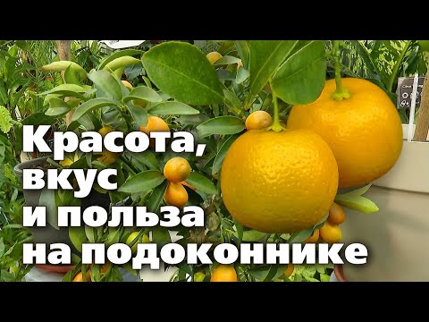 Особенности выращивания цитрусовых в домашних условиях Плоды будут круглый год!