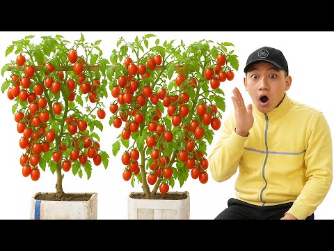 Grow Tomatoes in Plastic Bins | Easy Urban Gardening Hack You Must Try!
