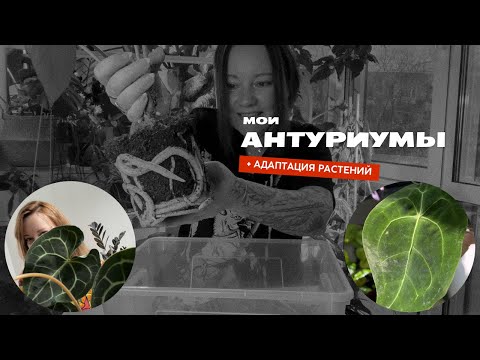 Антуриумы: содержание, уход, пересадка, адаптация, реанимация. Часть 1