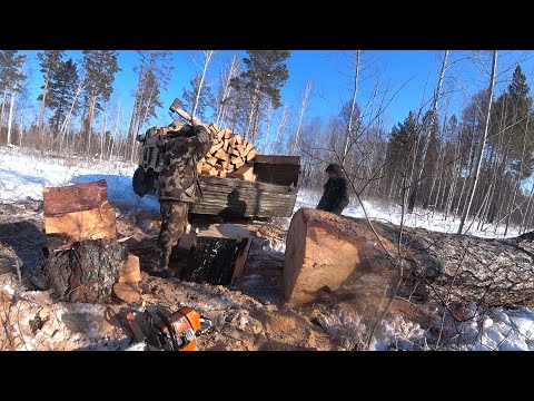 Gas 66. Harvesting firewood. A huge tree took all my strength.