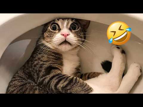 Funniest Cats & Dogs Videos 2026 😼🐶 ¦ Try Not To Laugh 😜
