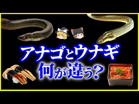 【ゆっくり解説】なぜ鰻は絶滅危惧に、穴子は残ったのか…アナゴとウナギ、何が違う？を解説/違いが示す“海と川”の生存戦略