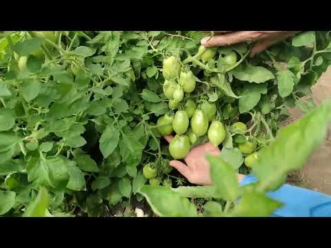 Начало созревания томатов, пора стричь нижние листья