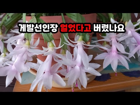 I almost regretted throwing away the crab cactus because it was frozen / Angel Trumpet Water Flower