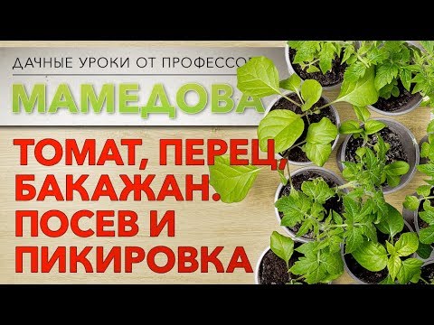 Дачные уроки профессора Мамедова: томат, перец, баклажан. Посев и пикировка