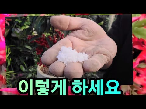 '게발 선인장' 꽃봉오리 안떨어지고, 잘 키우려면 꼭 이렇게하세요 (영양제 100원!!)