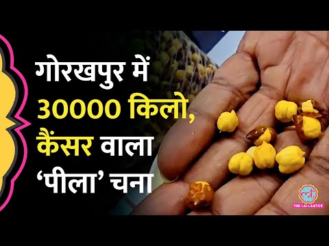 UP के Gorakhpur में मिला 30 टन ज़हरीला भुना चना, Cancer वाला Auramine Chemical, कहां-कहां सप्लाई हुआ?