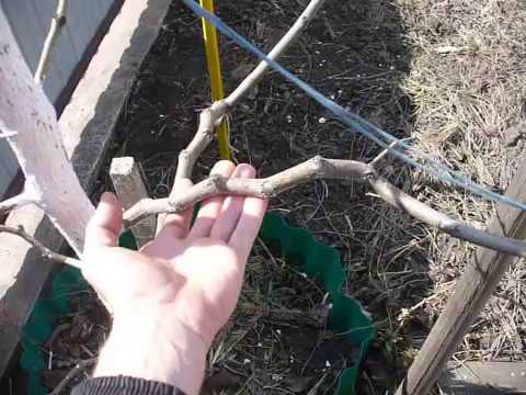 Зизифус, унаби, китайский финик.   Посадка, уход, формировка.