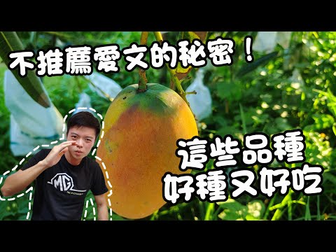 大家都種愛文，但我不推薦！芒果挑選技巧公開｜這幾種香、更好顧，還不怕爛！｜紅龍兄