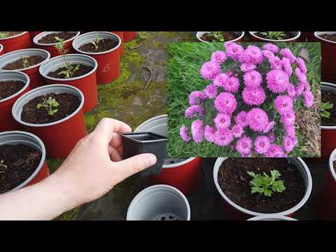 Когда НЕ ПОЗДНО высаживать Хризантему?