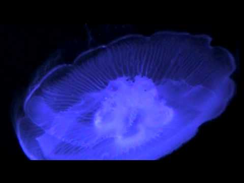 Aquatic Wonders - London Zoo Aquarium