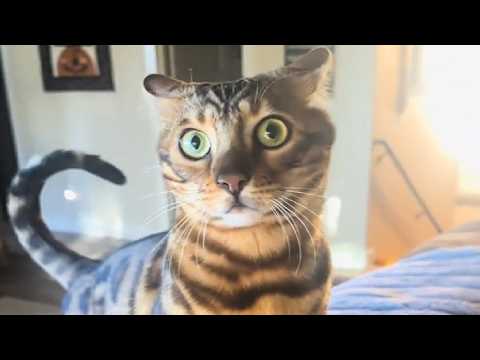 CATS & DOGS: Best of 2025