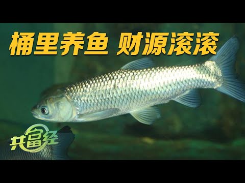 年销售额高达5000多万元！她养鱼的方式不一般，竟然在大桶里养鱼！看似普通的大桶竟成了改变草鱼身价的“聚宝盆”！|「共富经」20230614