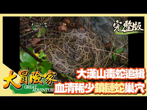 【大冒險家】大漢山毒蛇追緝令 為研究血清尋鎖鏈蛇蹤（台灣六大毒蛇／臭青母／大頭蛇／花浪蛇）│2000.08.28│41集完整版
