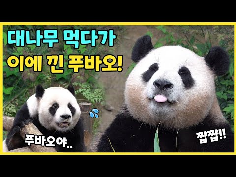 아기맹수 푸바오의 건치 자랑 시간🤣 새순 골라 먹다 이에 껴도 밥만 잘 먹더라🎵 으른판다 러바오의 파리쫓기!! 대나무 모빌을 가지고 놀아요🩷