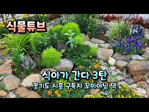 [식아가 간다~3탄 ] (구독자님들 식물구경 프로젝트) 경기도 시흥에 구독자 꼬미야님댁 꽃밭 함께 보러가시죠~~  ^^  #식물튜브 #월동 #식물아빠 #식아가 간다