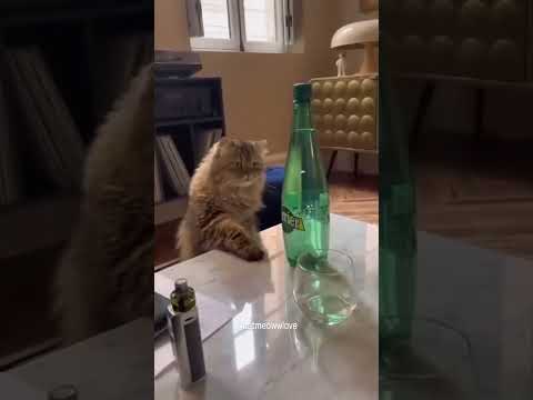 Tente Não Rir 😂 Gatos e Cachorros Mais Engraçados de 2025 🐱🐶