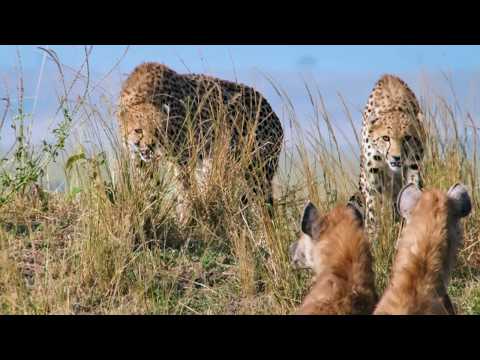 Afrique : dans l'antre des guépards