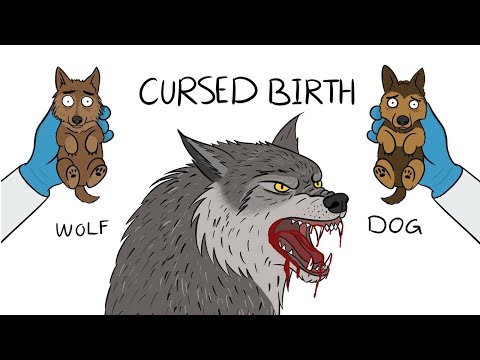 Why It Sucks to Be a Wolfdog