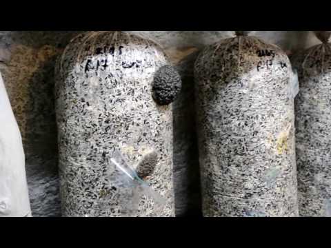 War with Midges. How to fight midges in a mushroom room? My method. Growing Oyster mushrooms.
