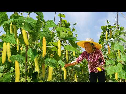 Amazing cucumbers to make traditional food黃瓜從製作到販賣再送兒孫，虽然幸苦，但老人開心｜美食｜玉林阿婆