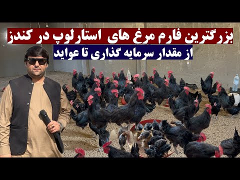 بزرگترین فارم مرغ های تخمی - استارلوپ در کندز | از سرمایه گذاری تا عواید | نحوه چوچه کشی و نگهداری
