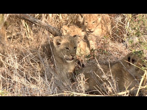 3 More Lion CUBS Discovered! The Mayanbula's Now an Incredible 26 Lions