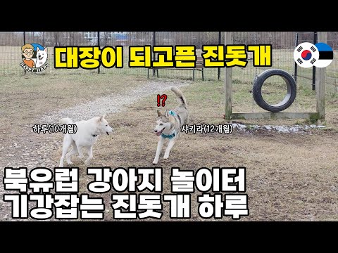 강아지 놀이터 전세낸 에스토니아 진돗개! 새로운 절친 생기다?!