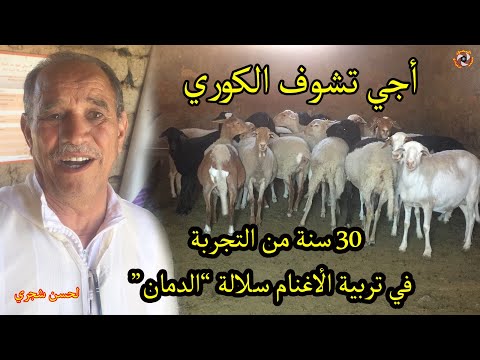 أجي تشوف الكوري ديال لحسن شجري 30 سنة من تكسابة فتربية الأغنام سلالة الدمان وحاصل على اربع جوائز وطن