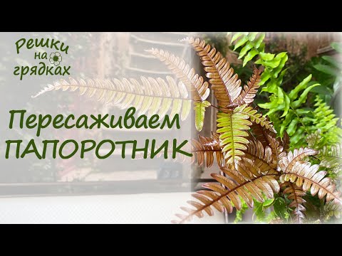 Repotting a fern What kind of soil does a fern need? Care after repotting