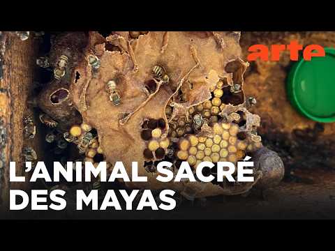 Yucatan, les gardiennes des abeilles sacrées | ARTE Évasion
