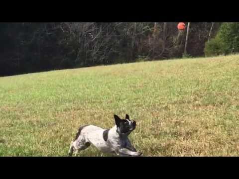 Harley the Muse, Fetching