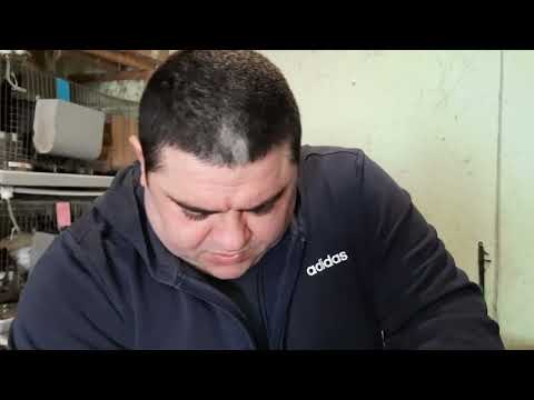 Крольчиха не кормит крольчат, что делать?