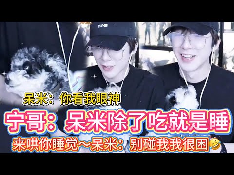 被迫营业！带呆米拜年，被呆米当场“嫌弃”🤣宁哥哄呆米上床睡觉被嫌弃😂这眼神看来是真的🤣刘宇宁：我家呆米高冷得离谱！🤣嫌弃眼神全程没收敛！#刘宇宁#liuyuning #明星 #娱乐 #搞笑 #呆米